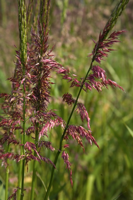 Wild Rice